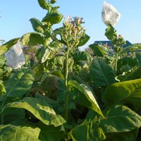 Табак "вирджиния", в упаковка триста семян, хорошая культура для курильщиков#4