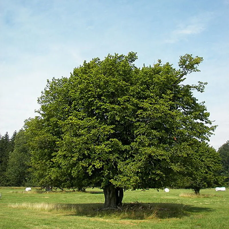 Граб Европейский Carpinus betulus - Семена 25шт + подарок | Дом и сад