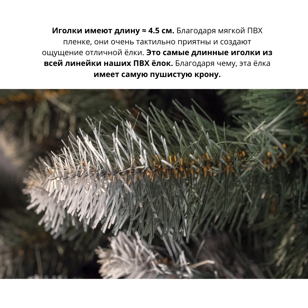 Почему у елок колючки зеленые