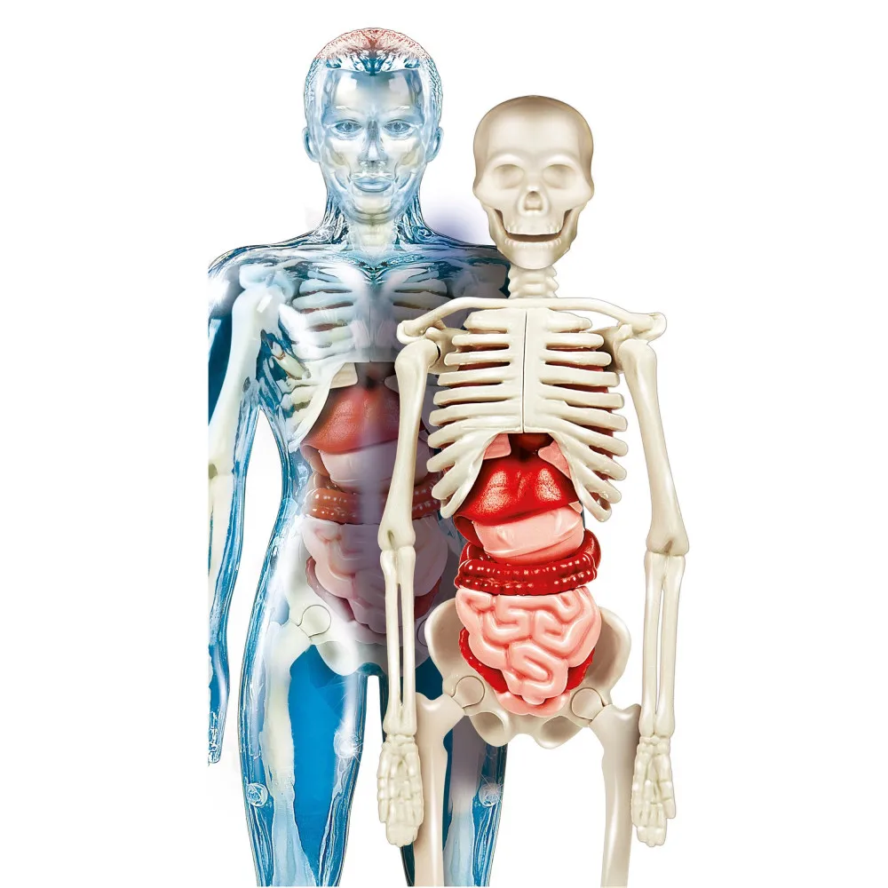 The Human Body Science &amp Game Clementoni | Игрушки и хобби