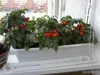 Изображение товара 1