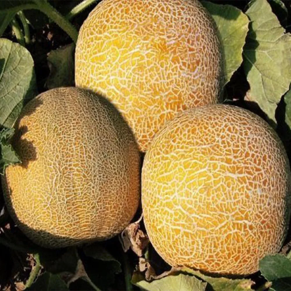 Сорт дыни колхозница. Дыня медовка. Дыня колхозница в подмосковье. Дыня славия. Дыня колхозница для подмосковья.