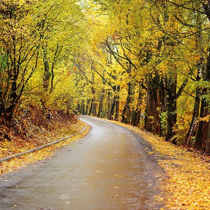 

Curtain Autumn Alley Sunlight Breaks Through Autumn Leaves of Trees Nature Environment Green Brown Yellow Print