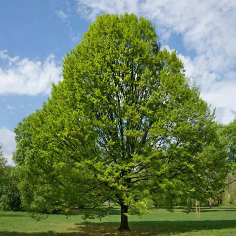 Граб Европейский Carpinus betulus - Семена 25шт + подарок | Дом и сад