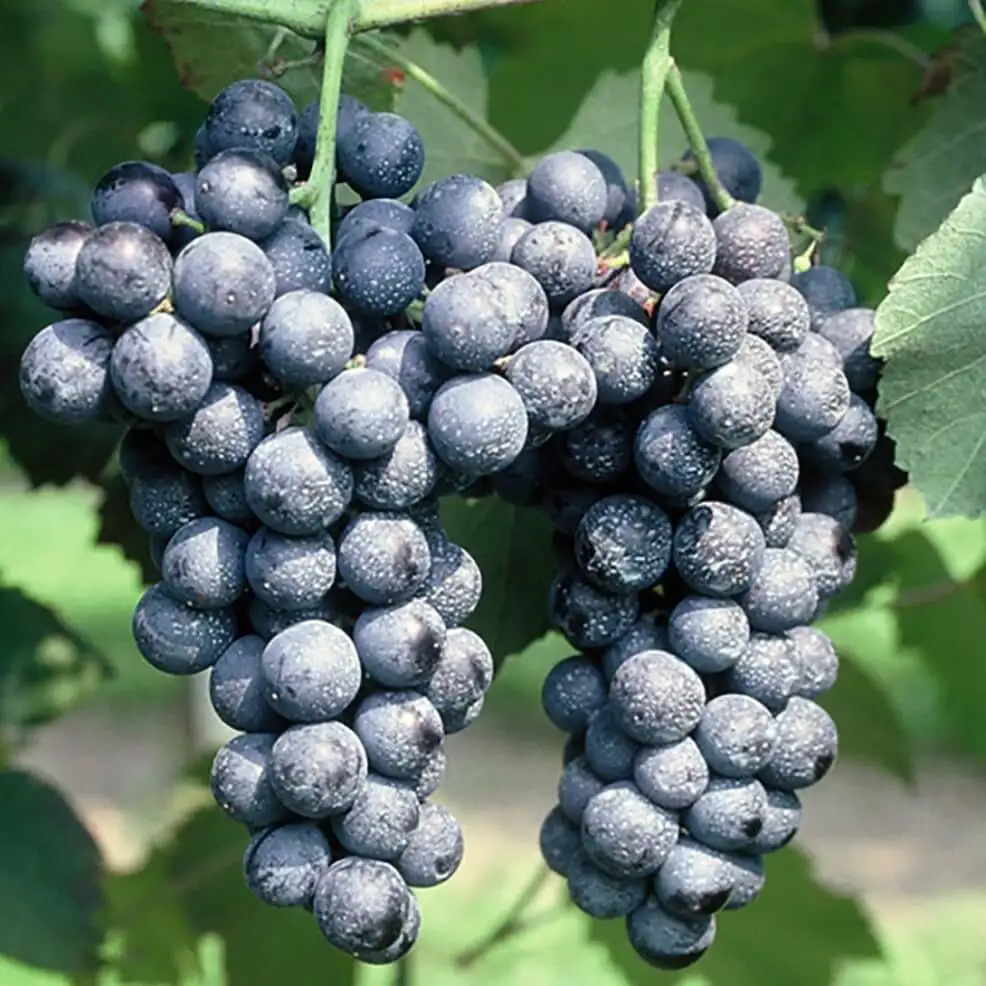 фото винограда хаджи мурат. сорт винограда мерседес. сорт винограда хаджи мурат. сорт винограда мерседес. виноград плодовый денисовский.