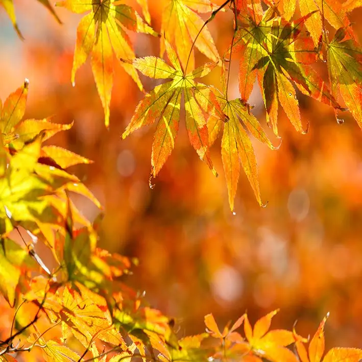 

Curtain Autumn Maple Leaves Trees Sunny Day in Forest Nature Seasonal View Photo Yellow Orange Green