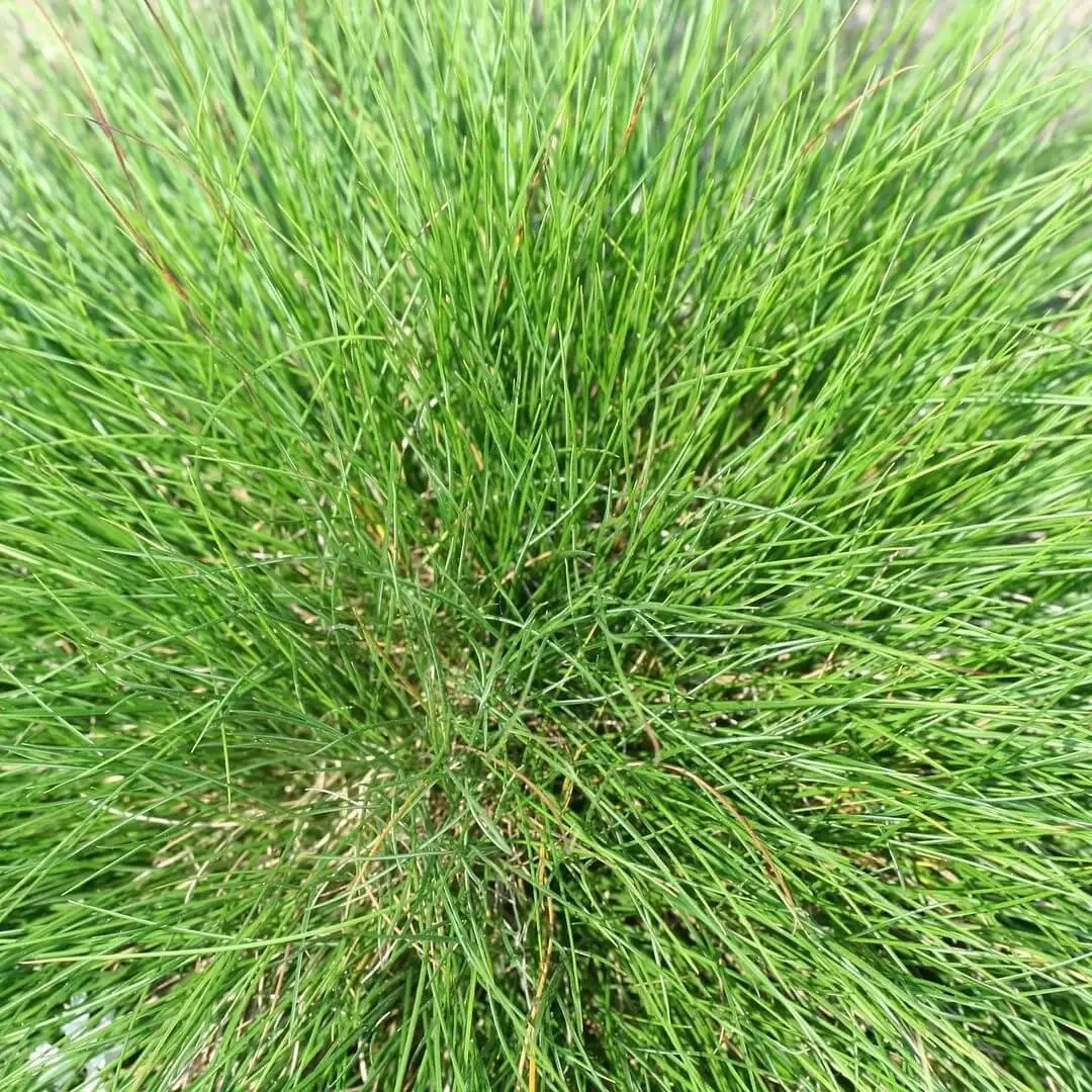 Овсяница сизая варна. Овсяница сорта. Овсяница сорта. Овсяница сорта. Овсяница сизая варна.