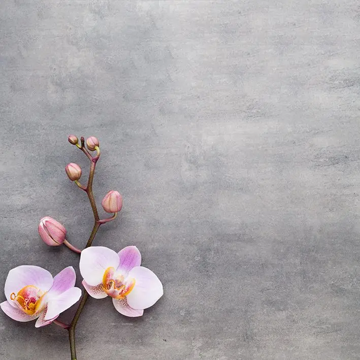 

Curtain Orchid Flower with Stem Buds on Grey Wall Spring Nature Theme Photo Printed