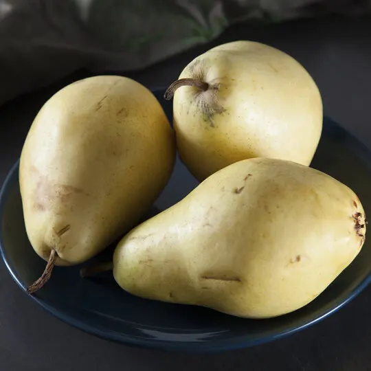 Груша Санта Мария 25 г. | Plant Cages &amp Supports