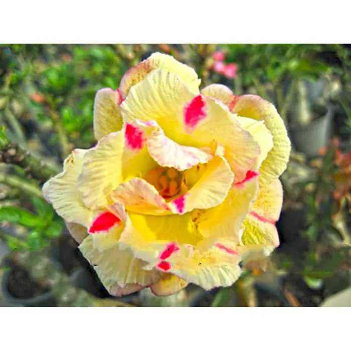 Adenium obesum Адениум сорт COMBEE 5 семян | Дом и сад