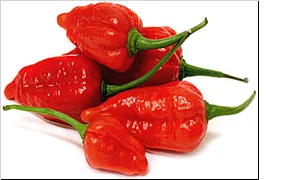 BHUT jolokювелирные изделия | Дом и сад