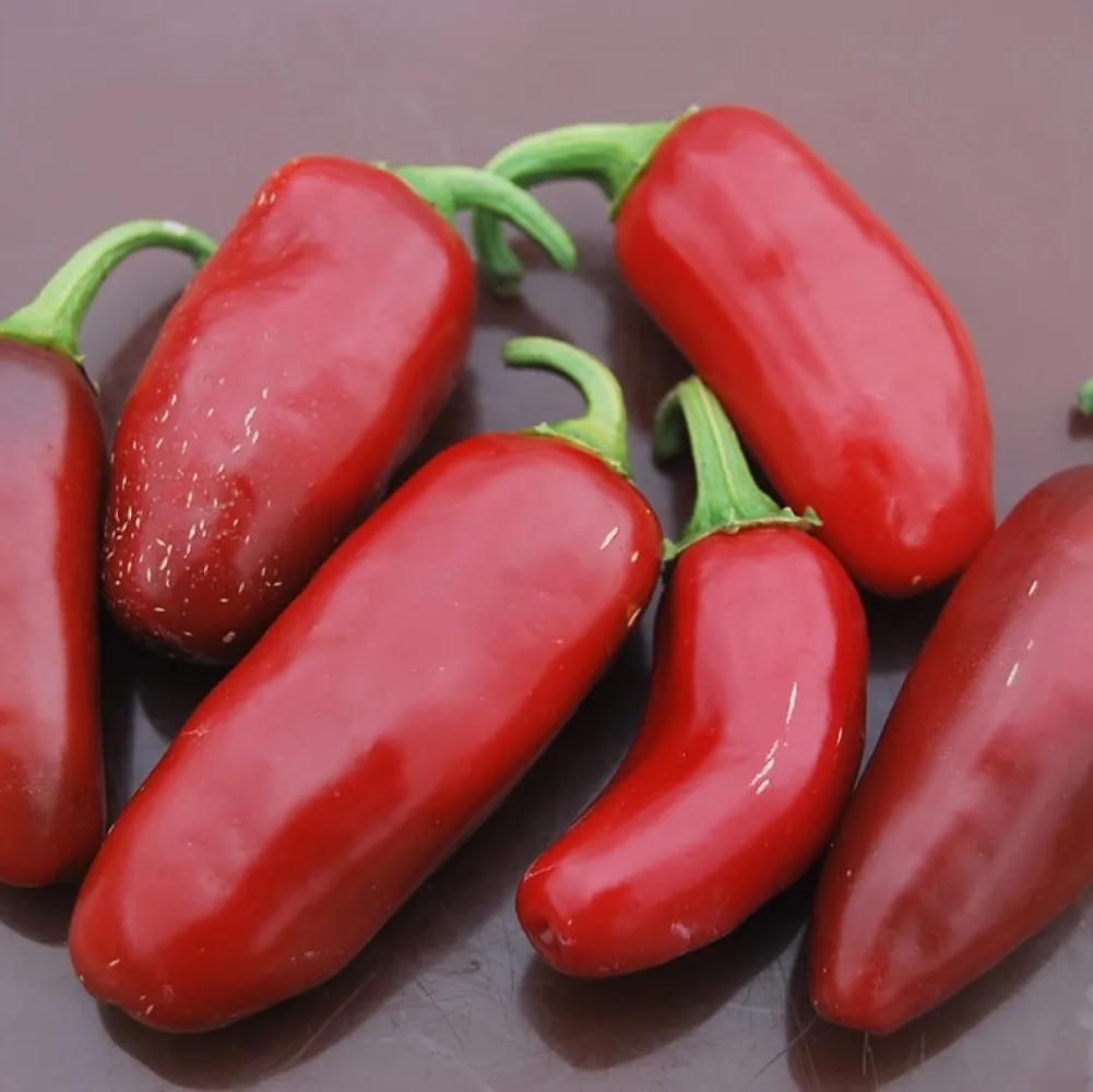 Hot pepper fingers SEEDS 5 PCS | Дом и сад