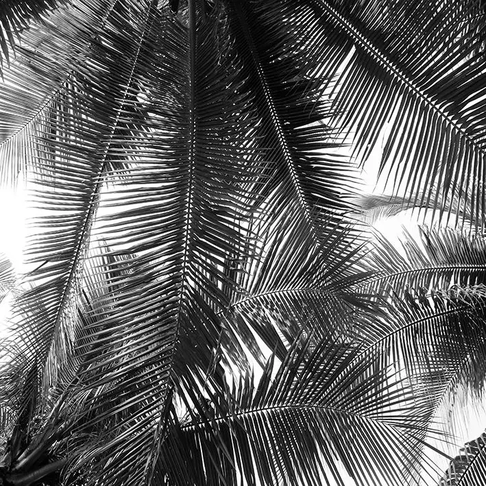 

Curtain Palm Tree Leaves Tropical Scenery Island Nature Romantic Beach Photo Black White
