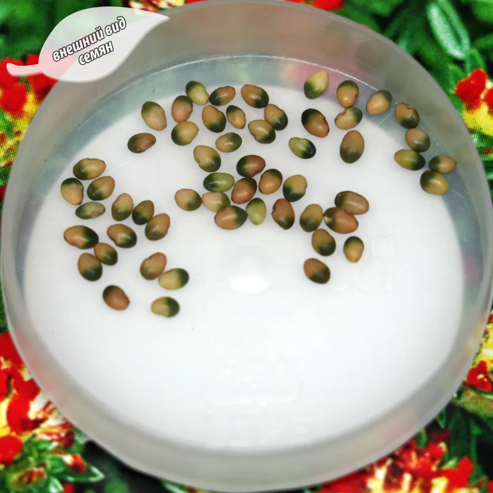 Семена Язвенник обыкновенный или Златоглав раневая трава заячий клевер (2