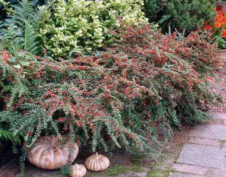 Кизильник горизонтальный (Cotoneaster horizontalis) семена 20 шт. + подарок | Дом и сад