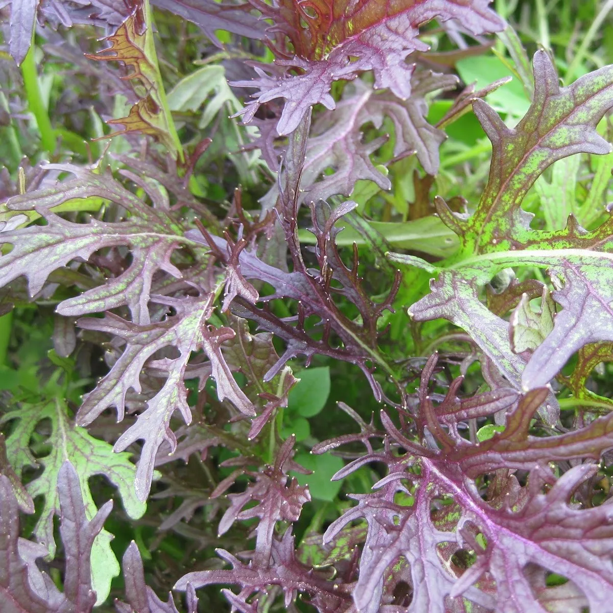 мизуна зеленая. капуста японская мизуна красная. мизуна красная. японская капуста мицуна. японская капуста мизуна (мицуна).