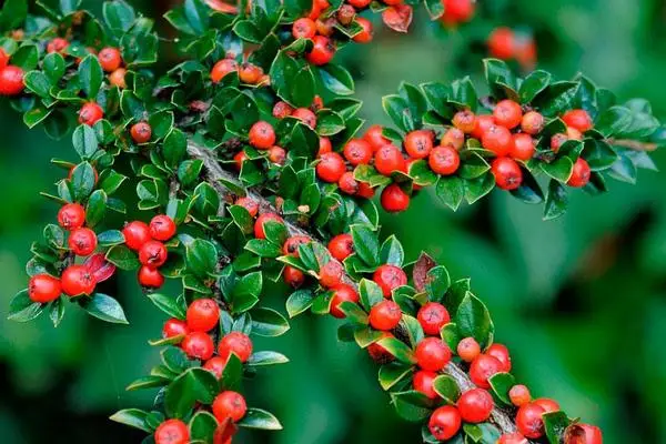 Кизильник горизонтальный (Cotoneaster horizontalis) семена 20 шт. + подарок | Дом и сад