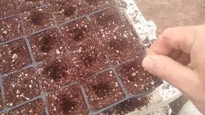 10 шт. редкий горячий черный перец бесплатная доставка | Дом и сад