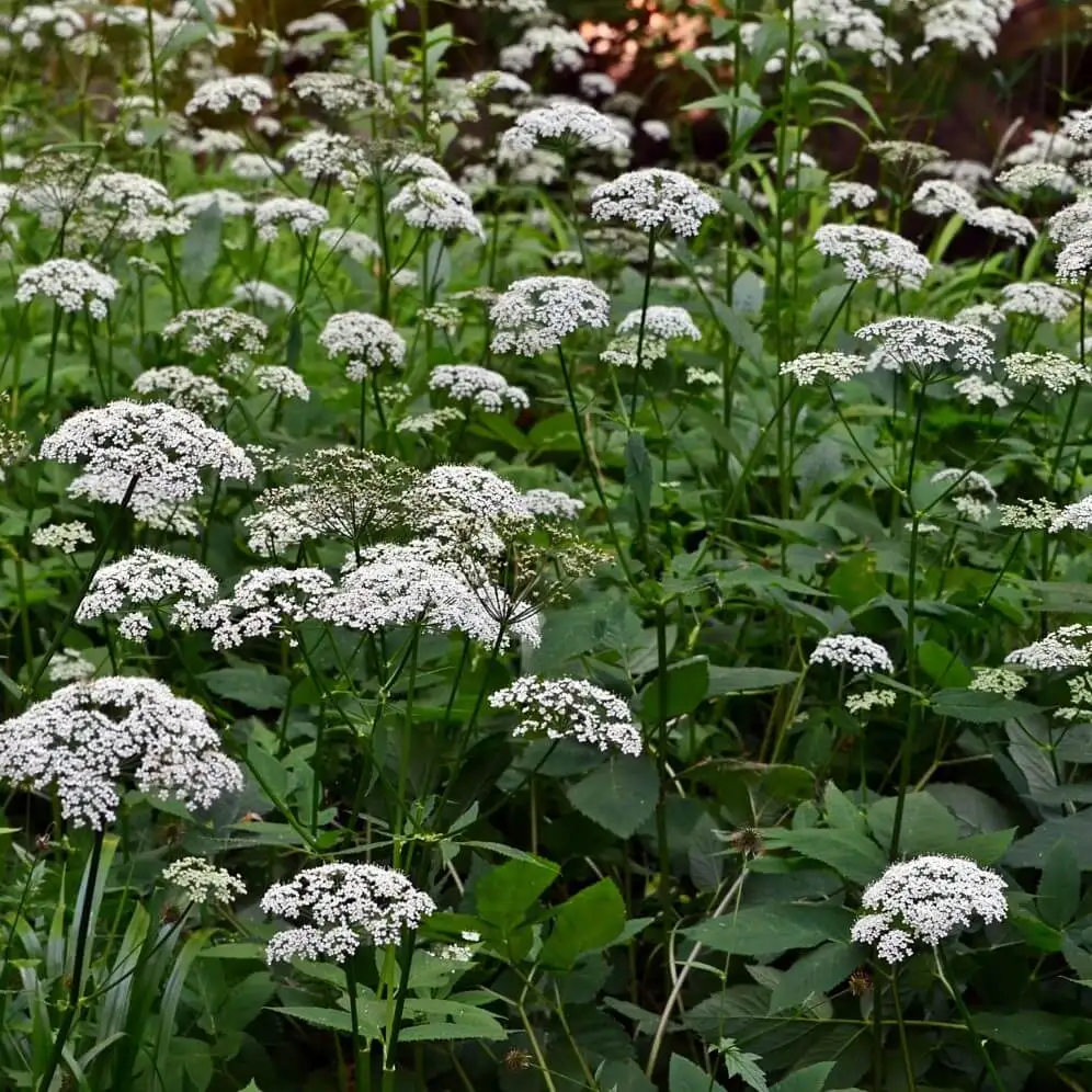 Сныть обыкновенная зонтичные. Сныть нецветущая. Сныть нецветущая. Сныть трава. Сныть обыкновенная.