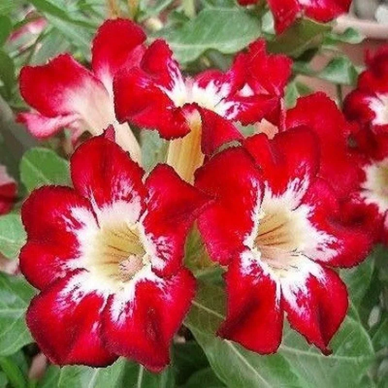 АДЕНИУМ Adenium Obesum Desert Rose FLAME OF LOVE семена цветы |