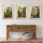 Биологические плакаты с изображением Эрнста хеккеля, пальмовых деревьев, винтажные ботанические тропические настенные картины с колибри, картины для декора