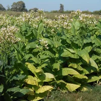 Табак "вирджиния", в упаковка триста семян, хорошая культура для курильщиков#3