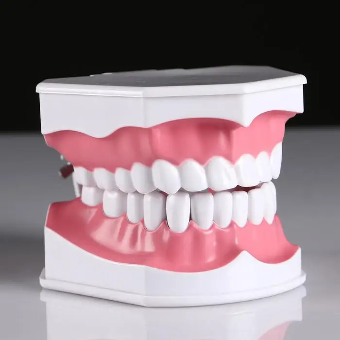 Макет 'Челюсти человека' 12*9см |