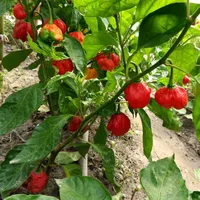 Семена перца, отличный сорт!#1