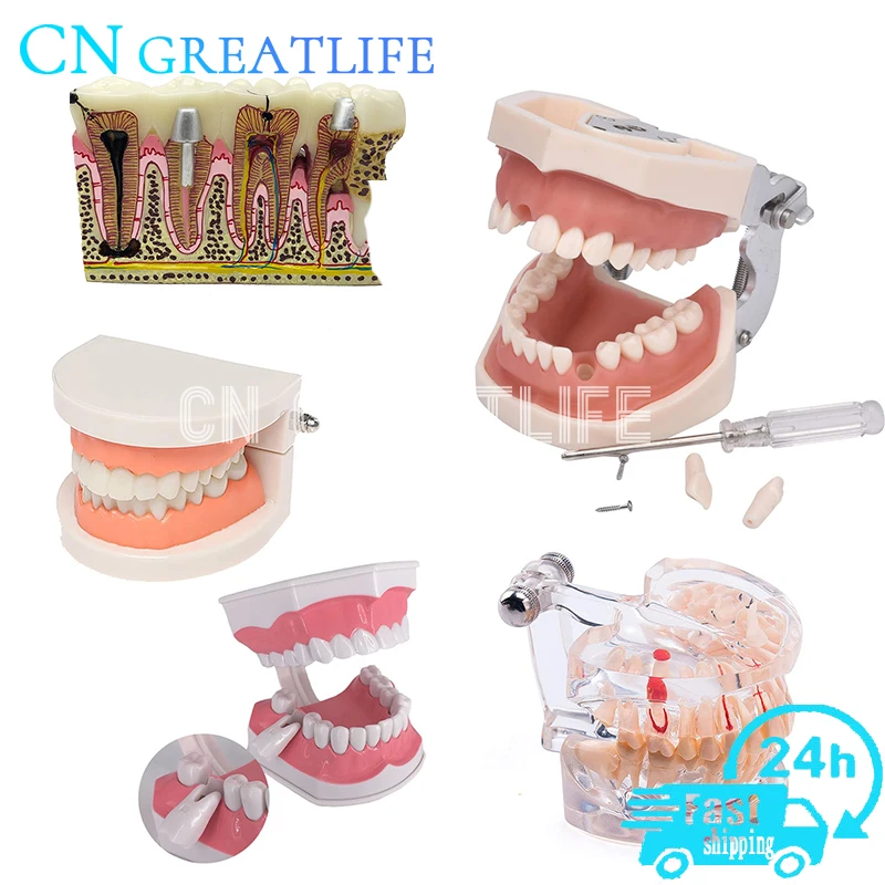 Недорогая модель зубов хорошего качества практичная искусственных для изучения