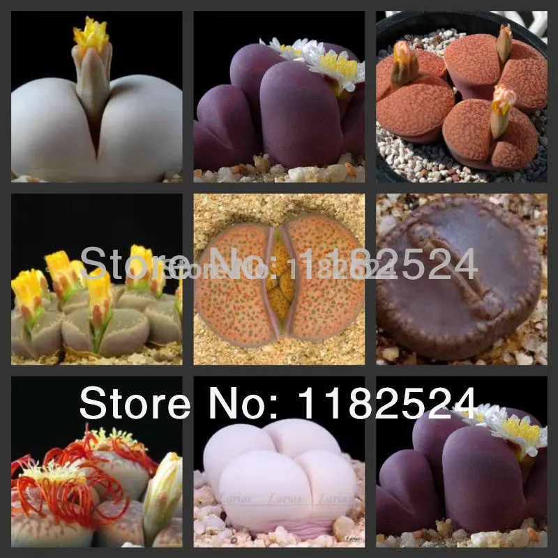  Promotion Rushed Mini Sementes Seeds 50 Seeds - 100% Genuine Lithops Aizoaceae Succulent Mix~living Stones Colorful Faces